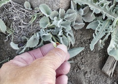 Viola purpurea aurea