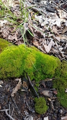 Dicranum flagellare