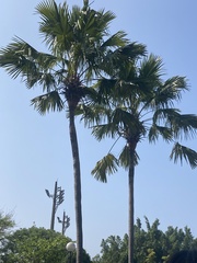 Saribus rotundifolius