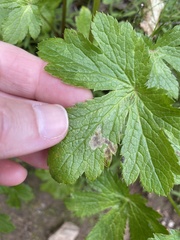 Phytomyza saniculae