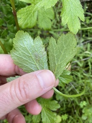 Phytomyza saniculae