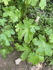 Phytomyza saniculae