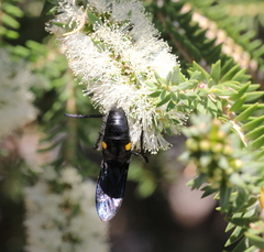 Laeviscolia frontalis