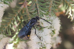 Laeviscolia frontalis
