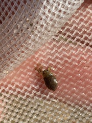 Ambrysus funebris