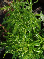 Melicope denhamii