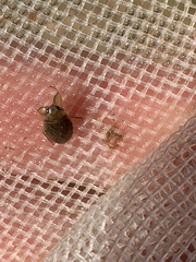 Ambrysus funebris
