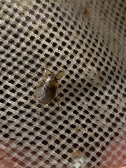 Ambrysus funebris