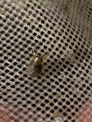 Ambrysus funebris
