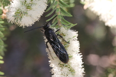 Laeviscolia frontalis