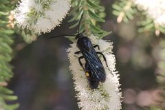 Laeviscolia frontalis