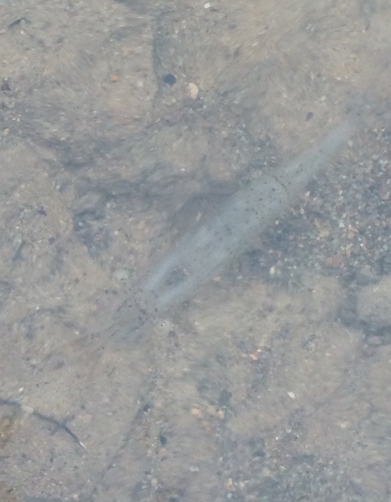 Siberian prawn