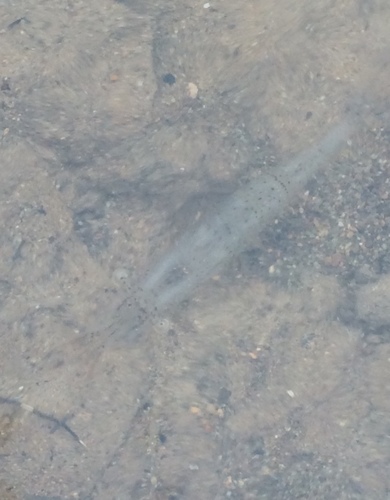 Siberian prawn