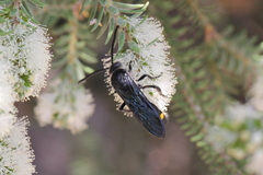 Laeviscolia frontalis