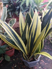 Sansevieria trifasciata