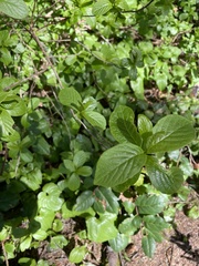 Rhamnus alnifolia