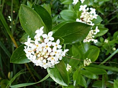 Pimelea longifolia