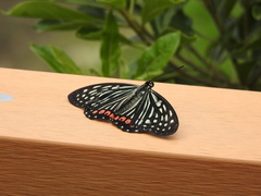 Hestina assimilis formosana