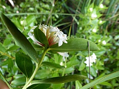 Pimelea longifolia
