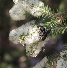 Laeviscolia frontalis