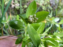 Pimelea longifolia