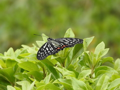 Hestina assimilis formosana