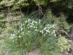 Pimelea longifolia