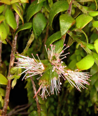 Metrosideros colensoi