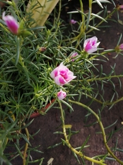 Portulaca grandiflora