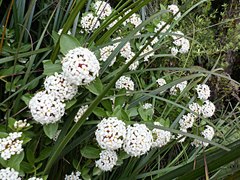 Pimelea longifolia