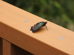 Hestina assimilis formosana