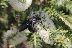 Laeviscolia frontalis