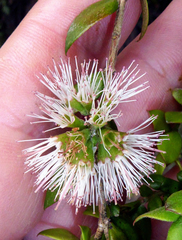 Metrosideros colensoi