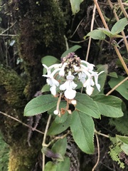 Phyllostegia grandiflora