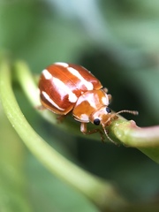 Calvia quadrivittata