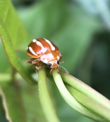 Calvia quadrivittata