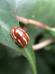 Calvia quadrivittata