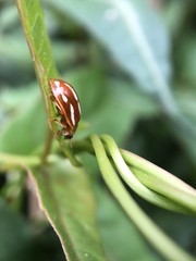 Calvia quadrivittata