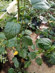 Hibiscus rosa-sinensis