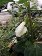 Hibiscus rosa-sinensis