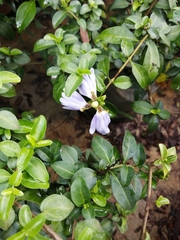 Sclerochiton harveyanus