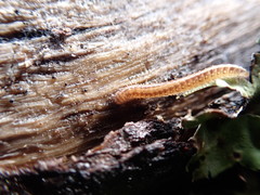Caseyidae