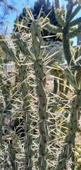 Cylindropuntia molesta