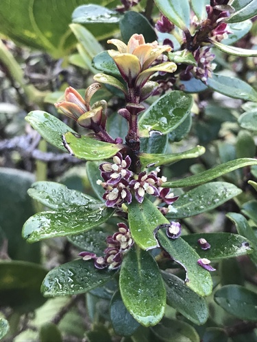 Myrsine sandwicensis