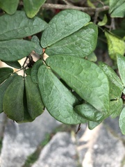 Calliandra tergemina emarginata