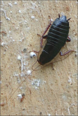 Drymaplaneta communis