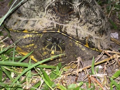 Trachemys venusta venusta