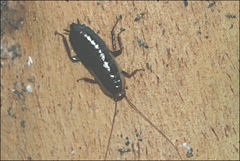 Drymaplaneta communis