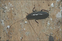 Drymaplaneta communis