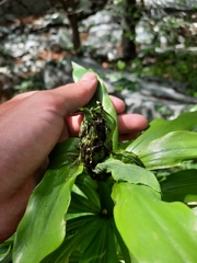 Lilium humboldtii ocellatum